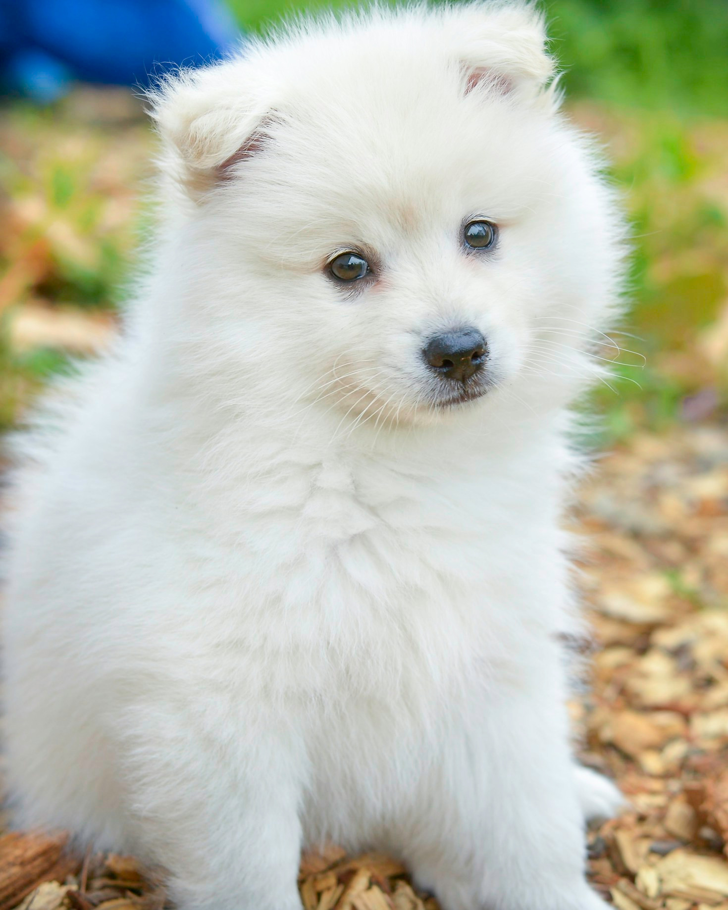 Understanding The Unique Pomeranian Personality Traits