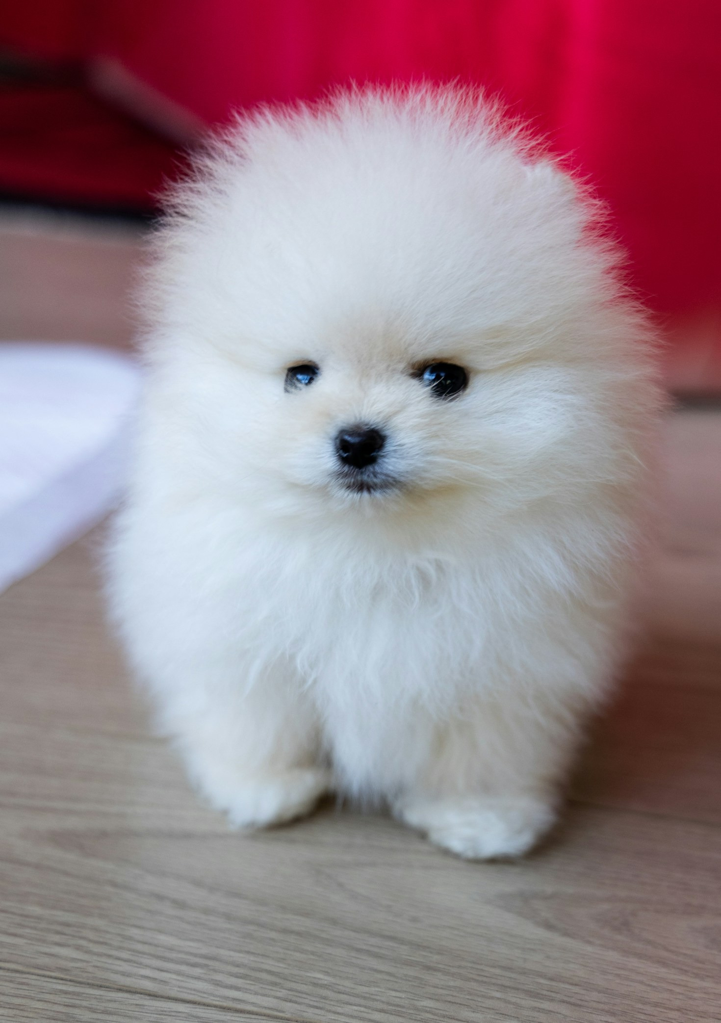 The Best Grooming Tips For Fluffy Coats